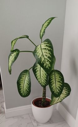 Dieffenbachia Live Indoor Plant