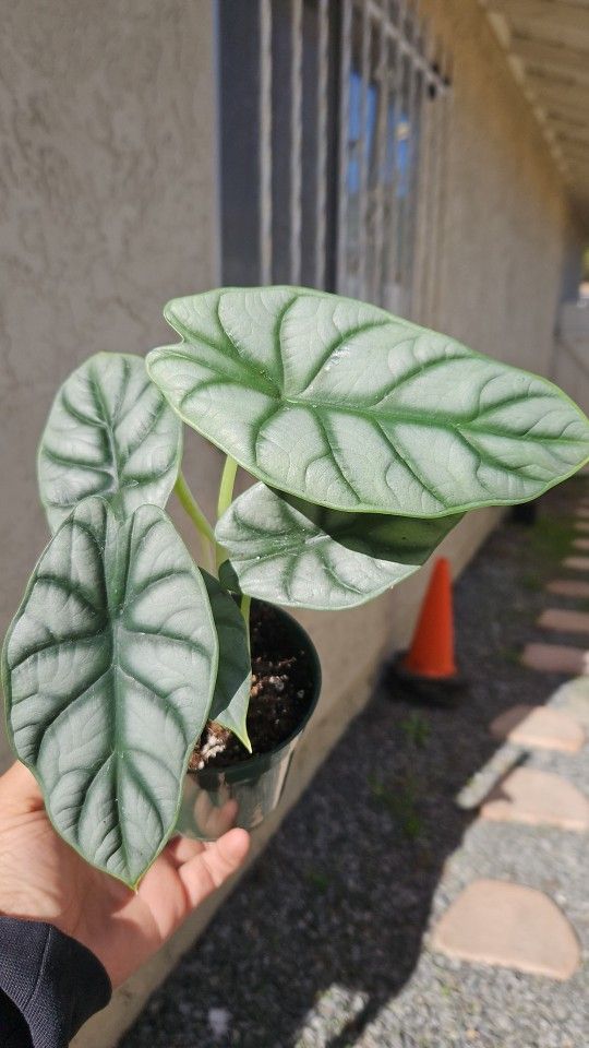 4" Alocasia 'Silver Dragon' (A)
