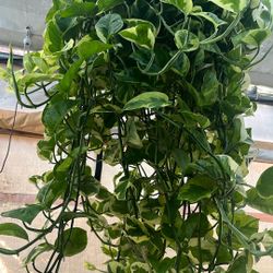 Huge Hanging Hybrid Pothos In a 8 Inch Pot Money Sol.