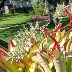 Rare Large Flowering Bromeliad Landscape Potted Plant