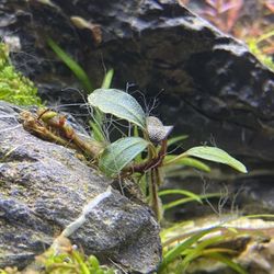 Various bucephalandra Live Aquarium Plant