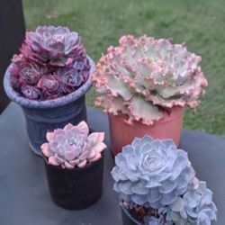 echeverias succulents plants