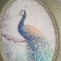 Oval Peacock Canvas 