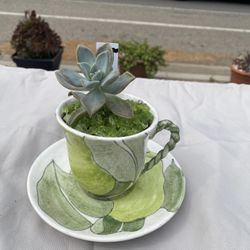 Succulent Arrangements