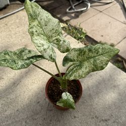 Rare Alocasia