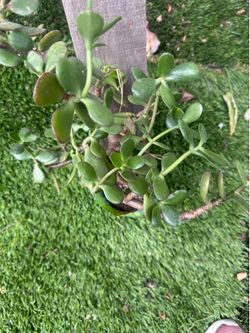 Garden succulent variety