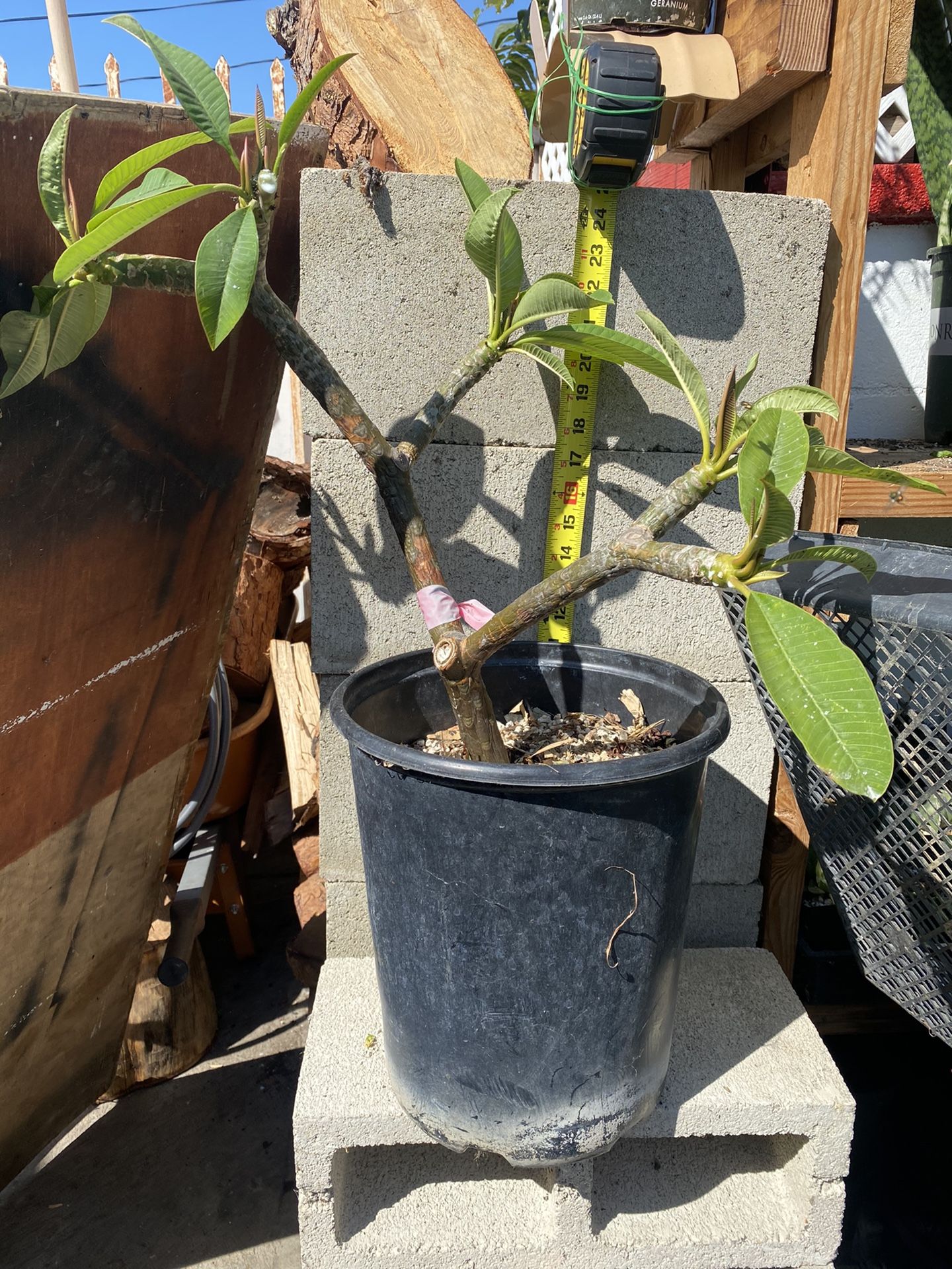 Pink And White Flower Plumeria Plant