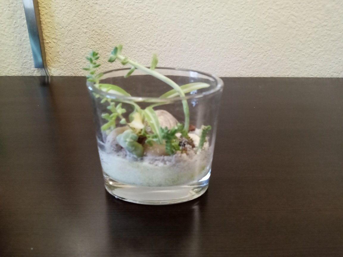 Small Terrarium