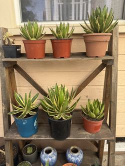 Agave quadricolor plant