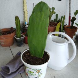 8.5"  Non-prickly Pear Nopal Cactus Rooted $9-Ship $3.50