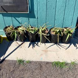 Aloe Vera Plants $5 Each