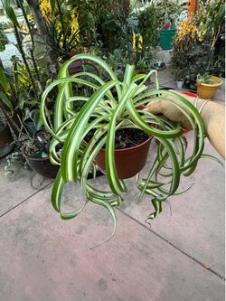 Spider plant