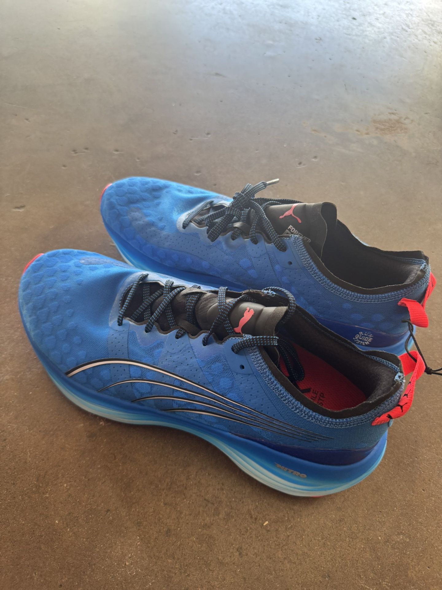 Puma curex