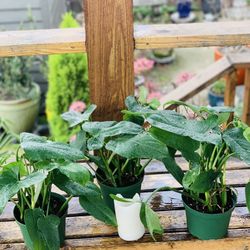 Price is each—Live indoor Philodendron bipennifolium (Horsehead) plant in a plastic nursery pot—firm price 