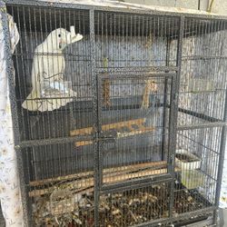 Bird Cage 