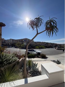 Beautiful tall Aloe Bainseii tree