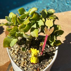 Jade Plant in White Pot