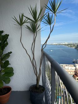 Dracaena Marginata Plant