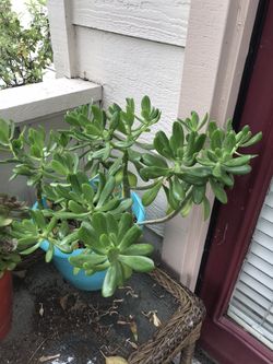 Big succulent