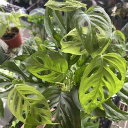 Swiss Cheese Vine Plant