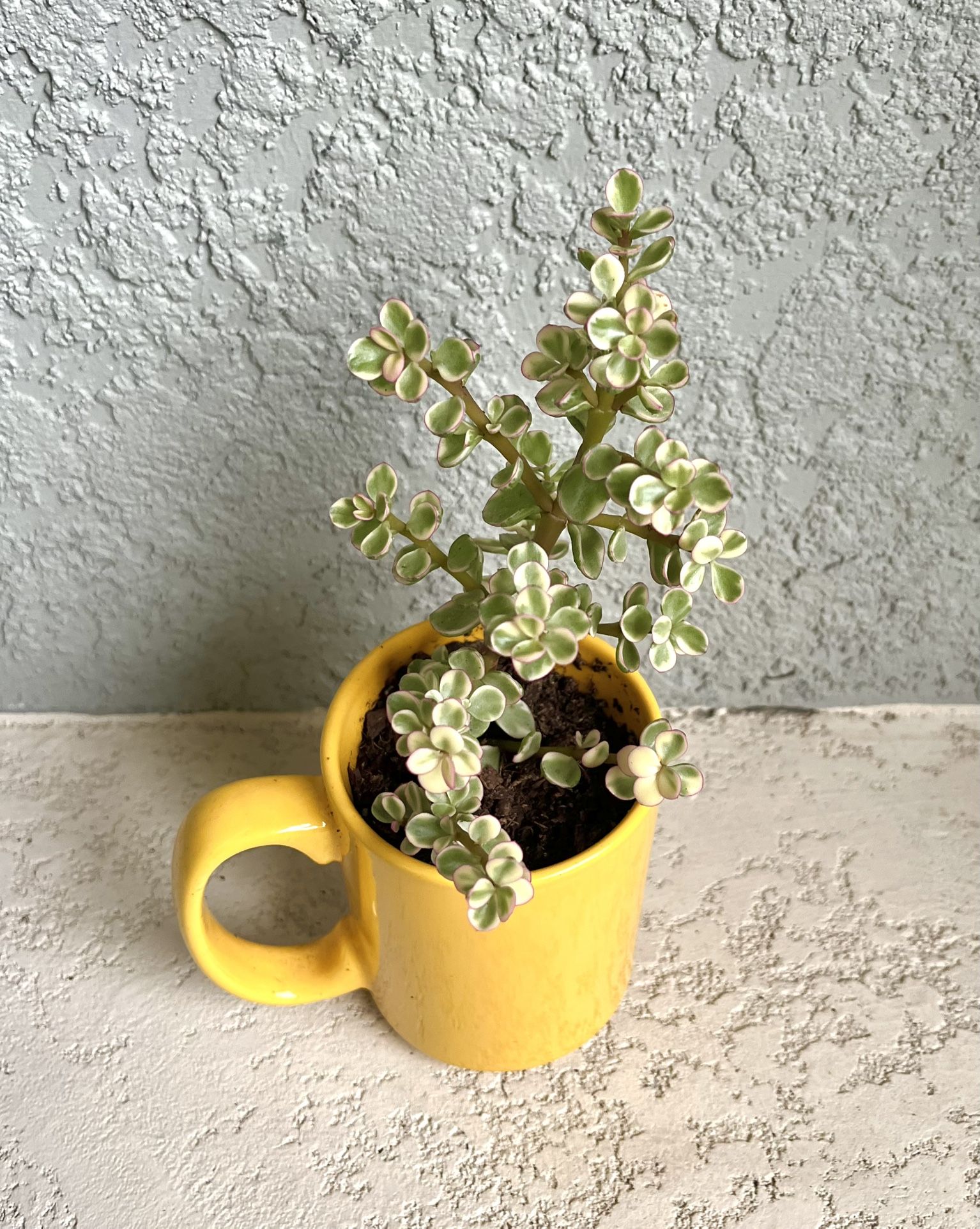 Variegated Portulacaria Afra Plant