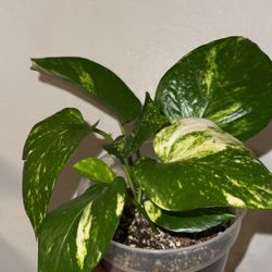 Hawaiian Pothos 5.2inch Pot 