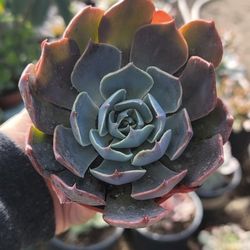 Echeveria