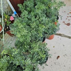Rue, Ruda PLANTS ARRIVE, BEAUTIFUL AND HEALTHY. $10 EACH
