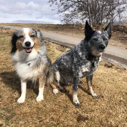 PLP Dog Training 🐶 💙 🦴 