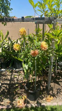 Peony flower