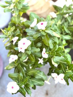 Vinca flower plant