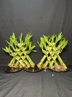 Pyramid Lucky Bamboo Plants ($15 each )