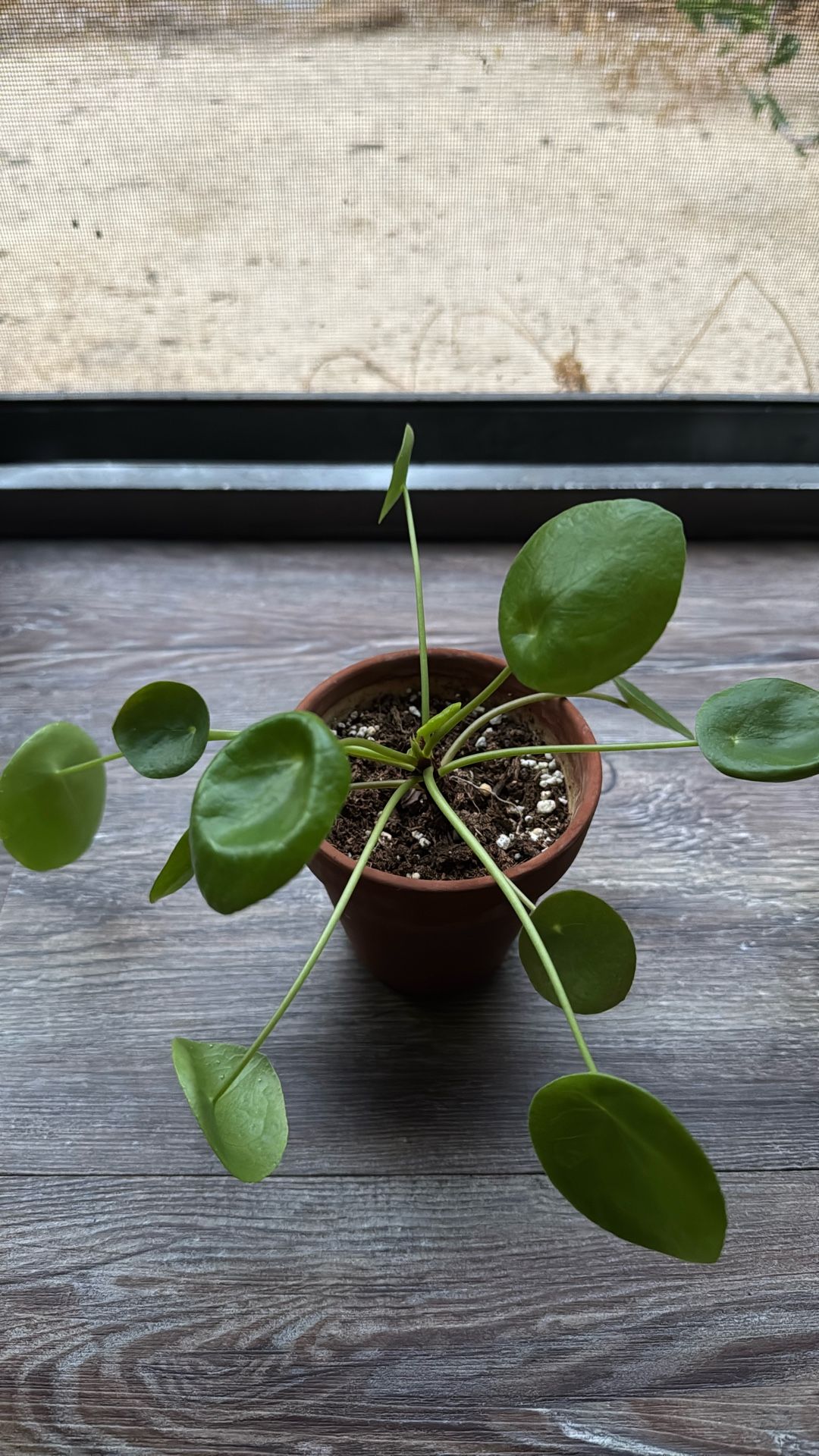 Chinese Money Plant (Pilea peperomioides)