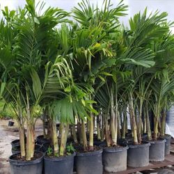 Spectacular Christmas Palms 6 Feet Tall Measurements Over The Pot!!! Fertilized!!! Adonidias Plants!!!
