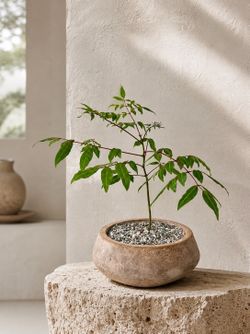 Rare Plant Red Stem Erythrophysa Paniculata (Planter Included) #RS2 ‘Local LA Seller’