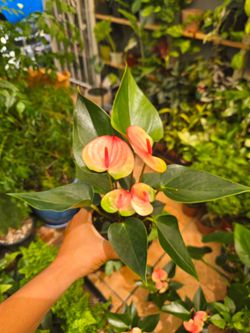 Anthurium Sunset 4" pot