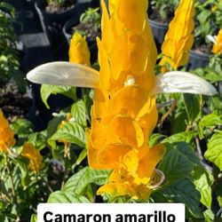 💛 Yellow Shrimp Plant (Camarón Amarillo) 