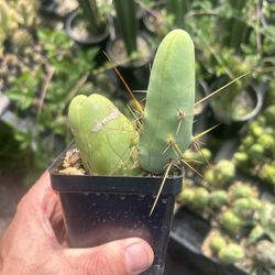 TBM Penis Cactus Short Form