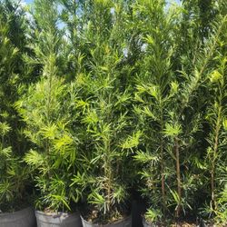 Gorgeous Podocarpus Plants For Inmediate Privacy !!! About 6 Feet Tall !!! Fertilized 
