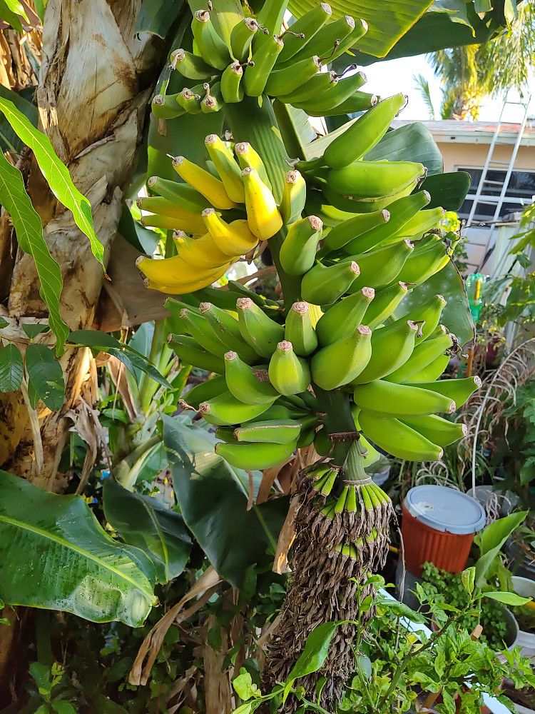 Very Sweet Organic Ripe Bananas 