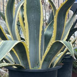 Agave
