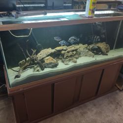 Fish Tank 