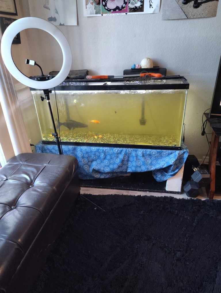 Fish Tank