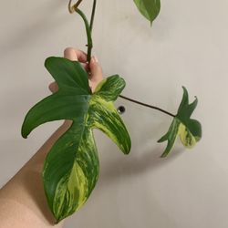 Philodendron Florida Beauty