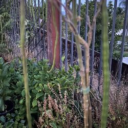 Moringa Tree Pods… $2.00 Ea. Pod… Or 3 For ..$5.00  Firm 100% Organic 