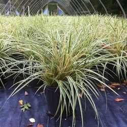 Evergreen Ornamental Grasses