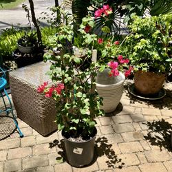 30” Pink Bougainvillea onTrellis