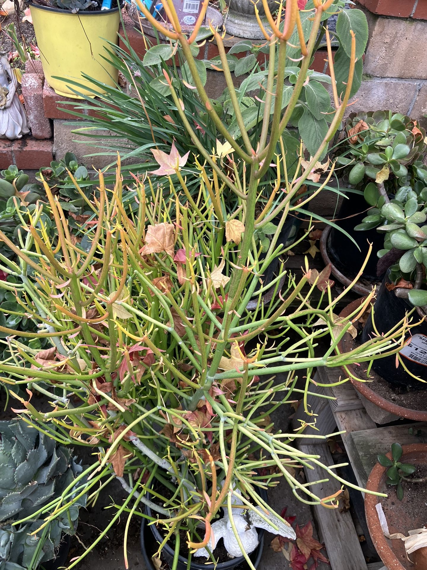 Fire stick Plant In Large Pot