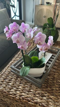 Mother’s Day Orchid