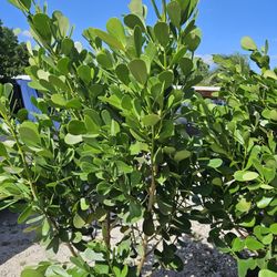 clusias Over 6 feet tall Instant Privacy Hedge For Fence